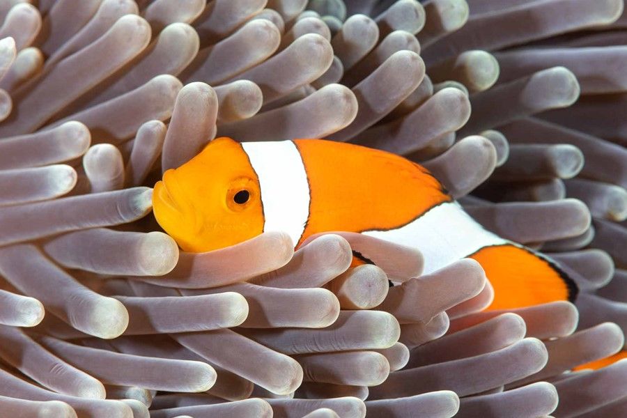 Anemonefish / Clownfish